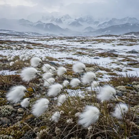 Cotton Grass Arctic