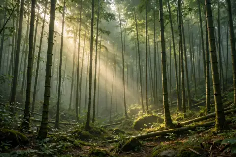 Bamboo Forest Wilderness