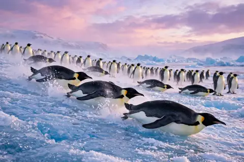 Penguin Ice Parade